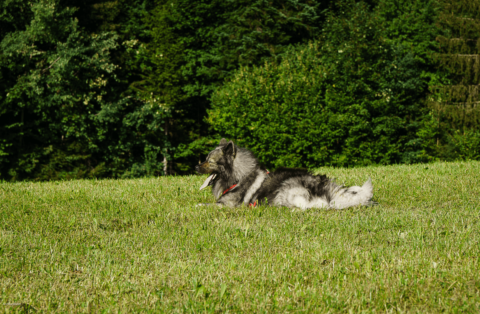 Q macht Pause auf der Wiese.